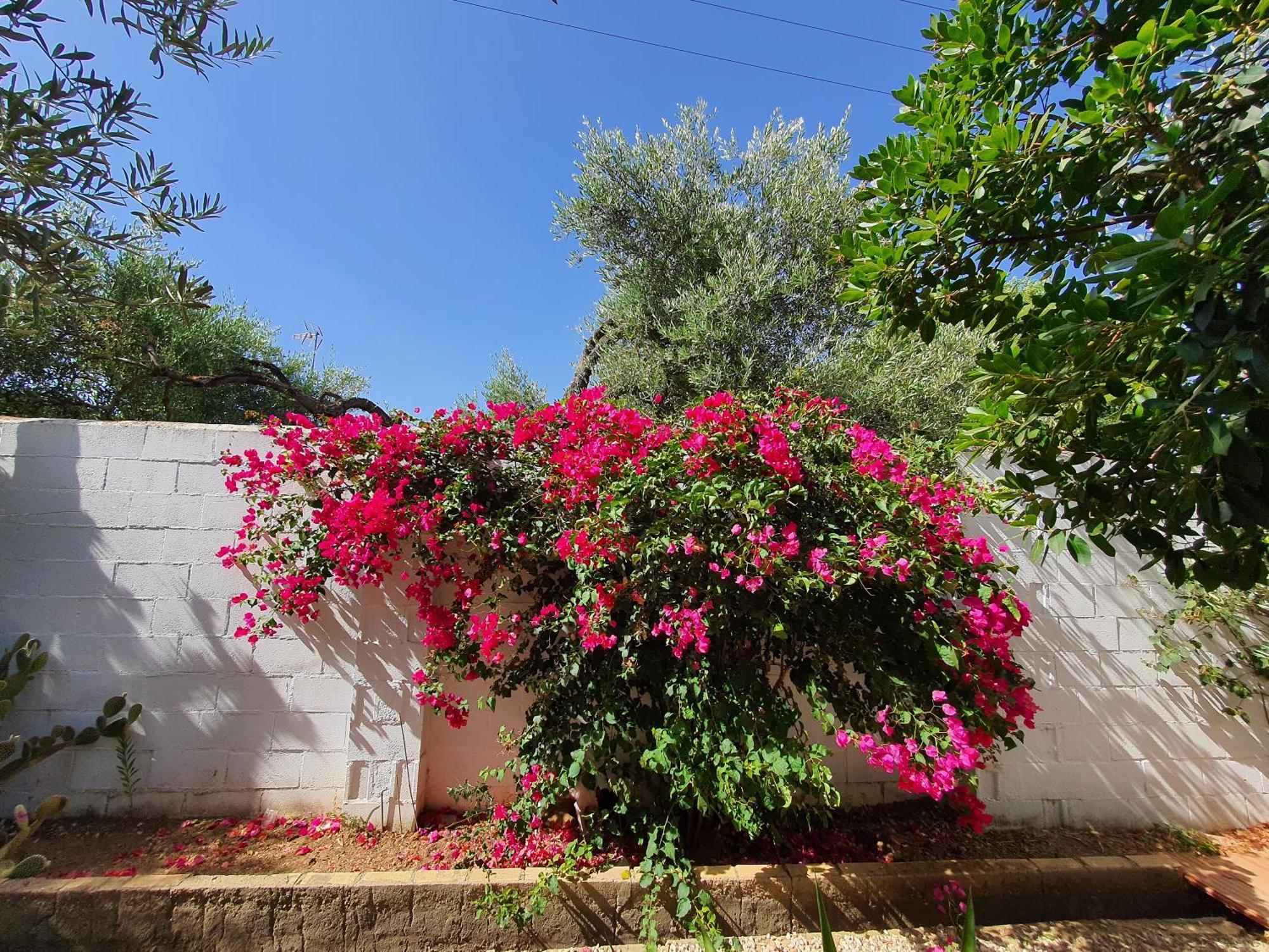 Villaluna Marchena المظهر الخارجي الصورة